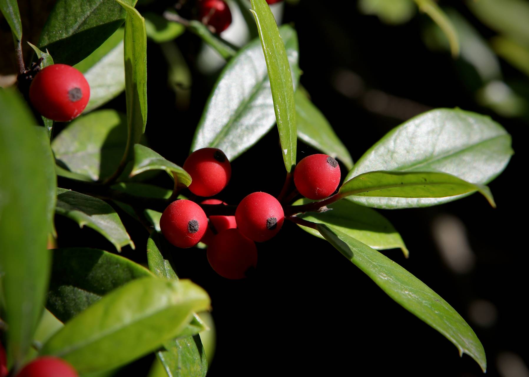 Photo of Foster Holly